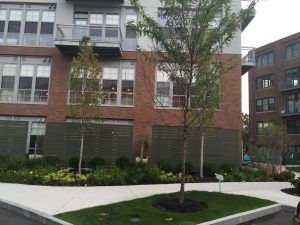Condominium: Thin Brick Veneer - Everett MA